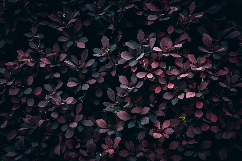 Lush Foliage
