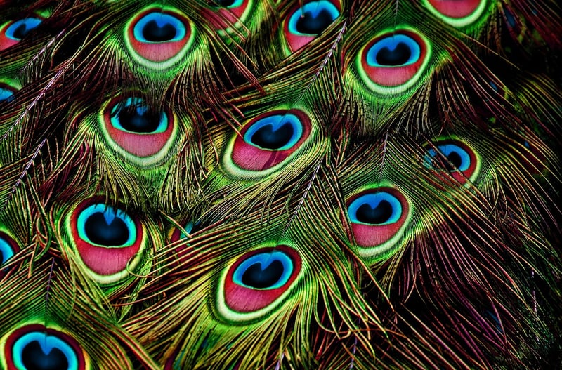 Nature-inspired Patterns