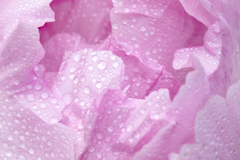 Petals and Blossoms