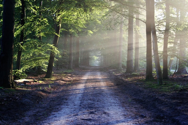 Forest Tapestry