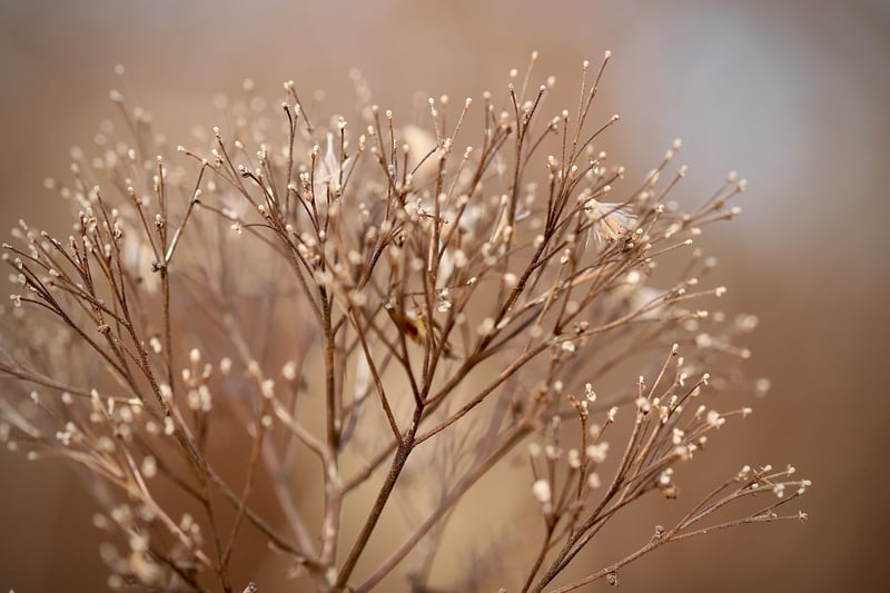 Botanical Decor Image