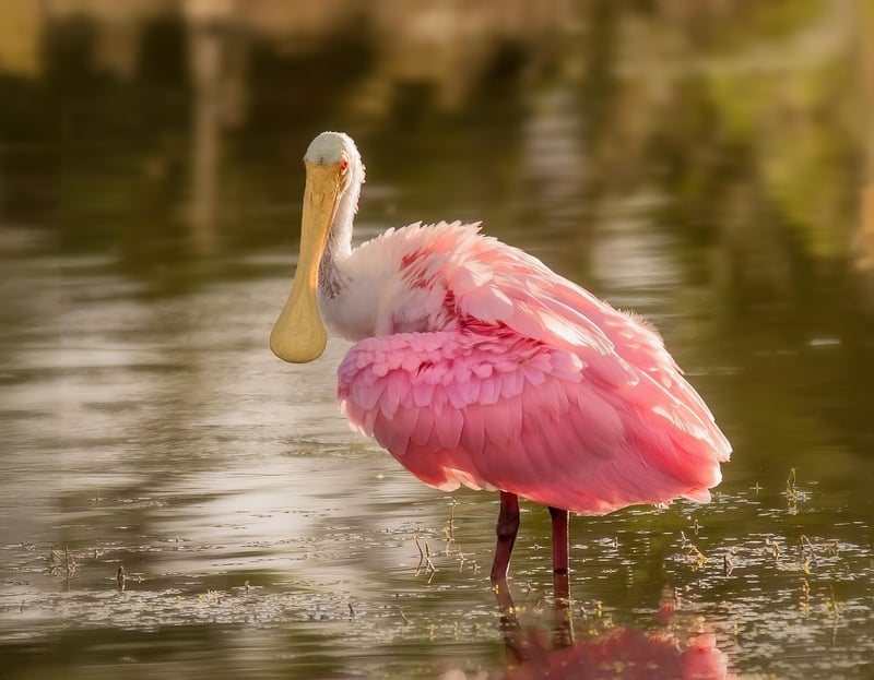 Wildlife Print